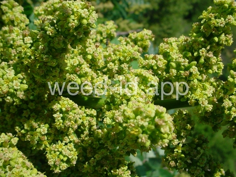 sumac, smooth